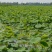食用莲藕种苗种根池田高产大型蔬菜莲藕苗粉藕种根苗