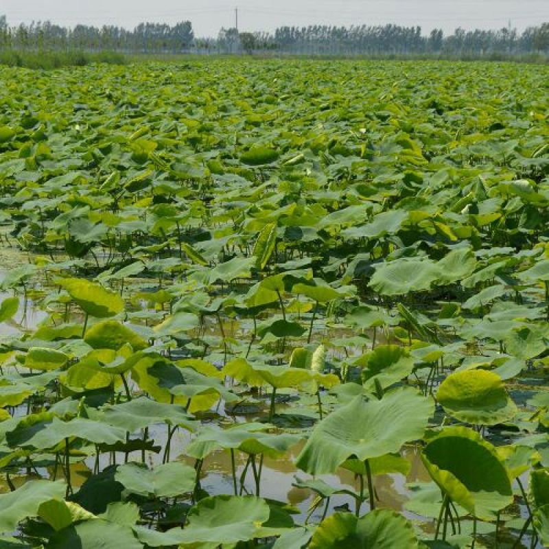 食用莲藕种苗种根池田高产大型蔬菜莲藕苗粉藕种根苗