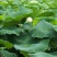 食用莲藕种苗种根池田高产大型蔬菜莲藕苗粉藕种根苗