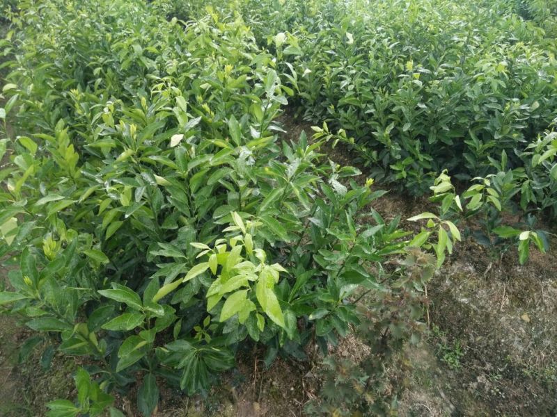 沃柑苗30~50cm