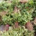 瓜子黄杨苗高8-15公分左右！