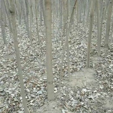 椿树苗90~100cm