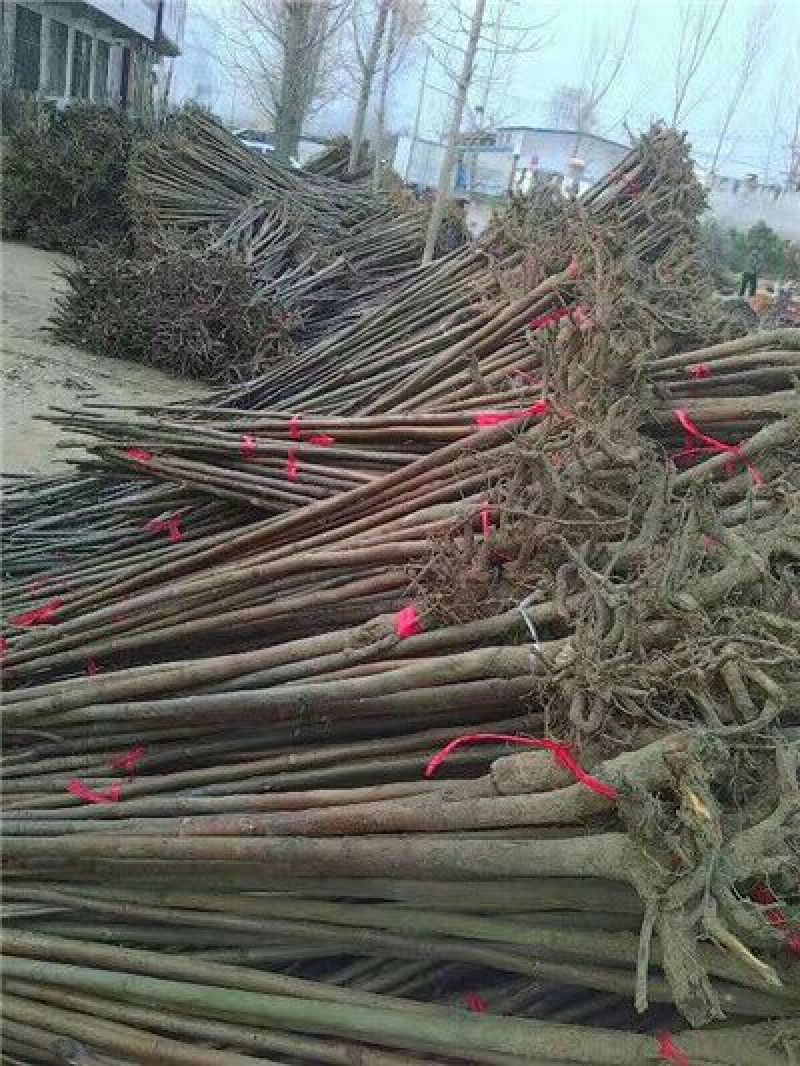 椿树苗90~100cm