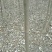 椿树苗90~100cm