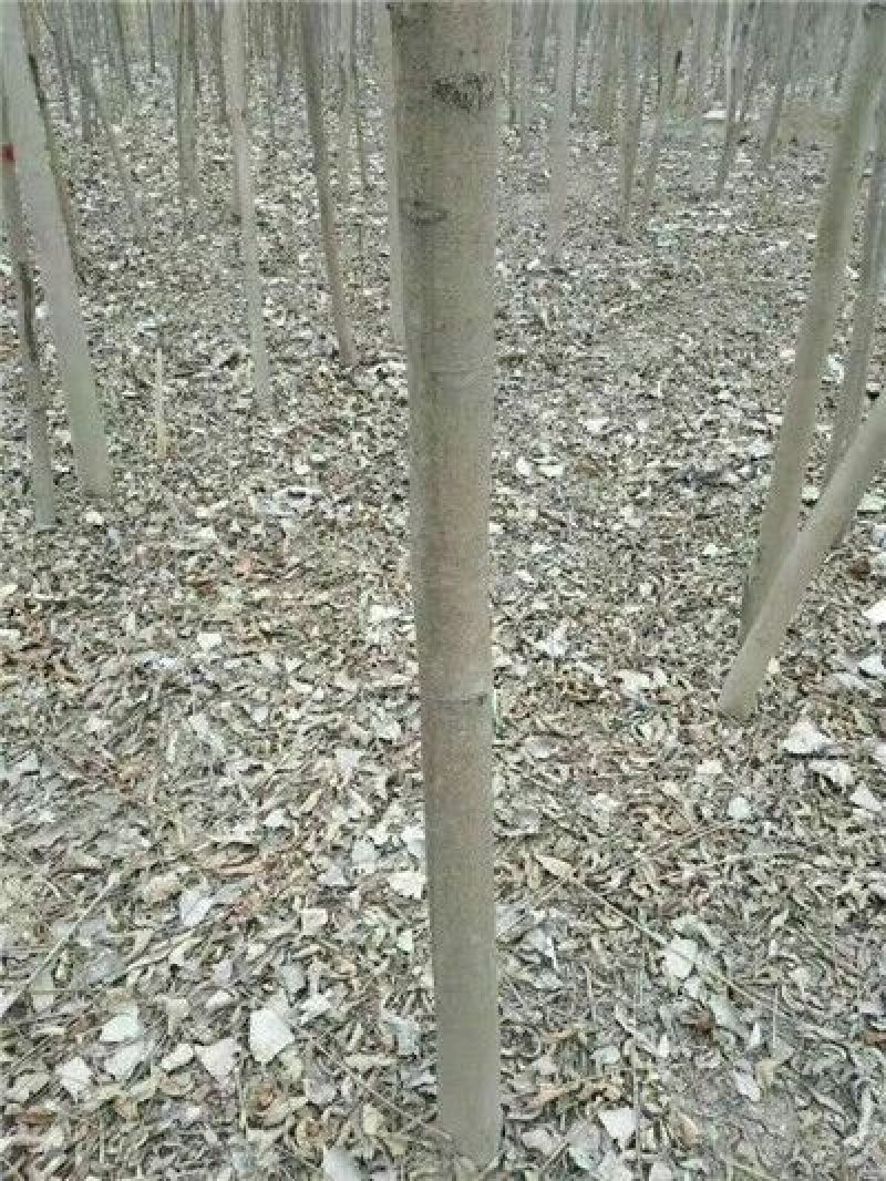 椿树苗90~100cm