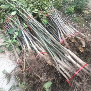核桃苗100~150cm二年苗