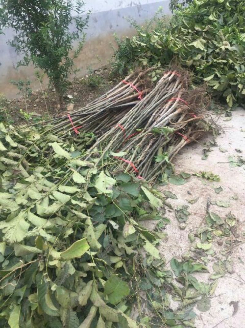 核桃苗100~150cm二年苗