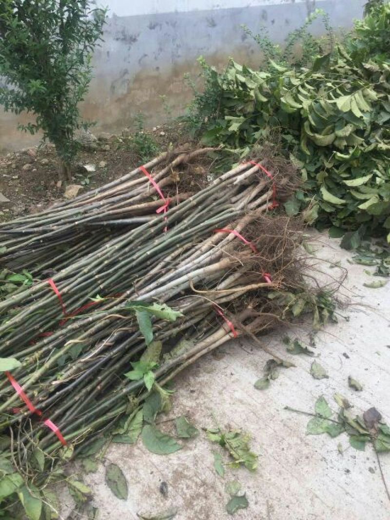 核桃苗100~150cm二年苗