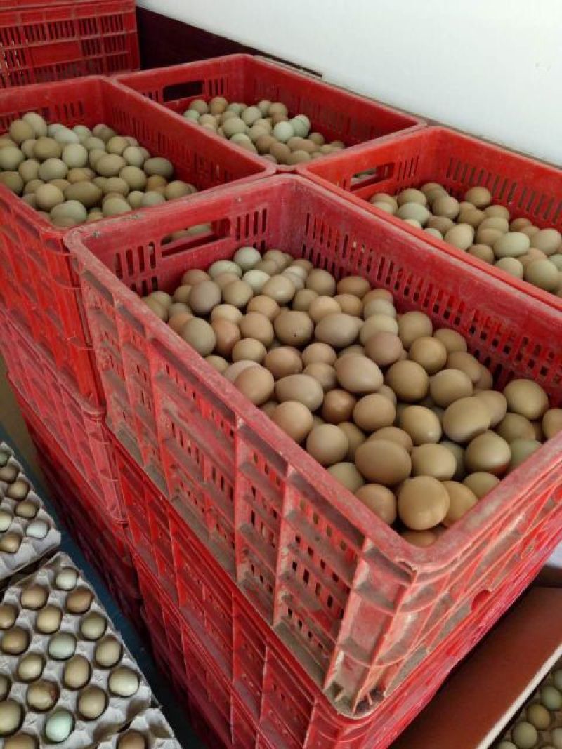 野鸡蛋七彩山鸡蛋大量批发