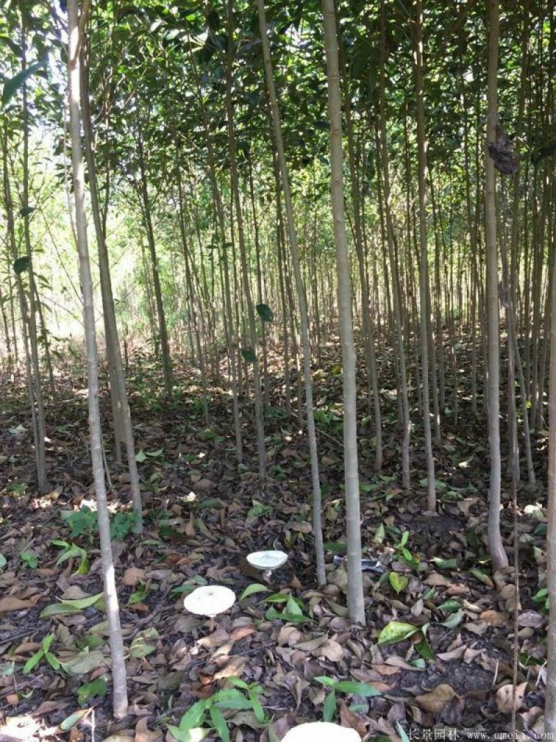 大叶女贞4cm以下