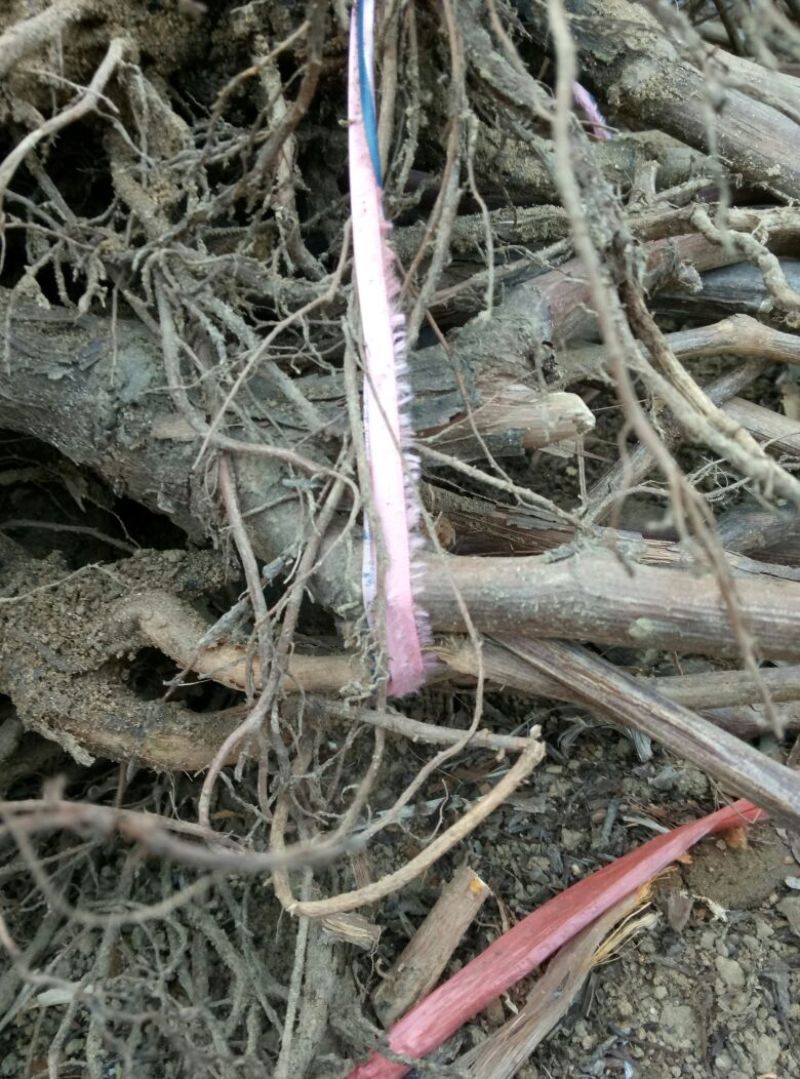 葡萄苗50~80cm3—5年葡萄树苗，占地大葡萄树