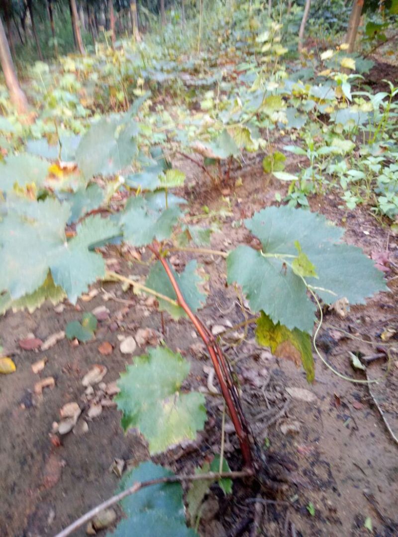 葡萄苗50~80cm3—5年葡萄树苗，占地大葡萄树