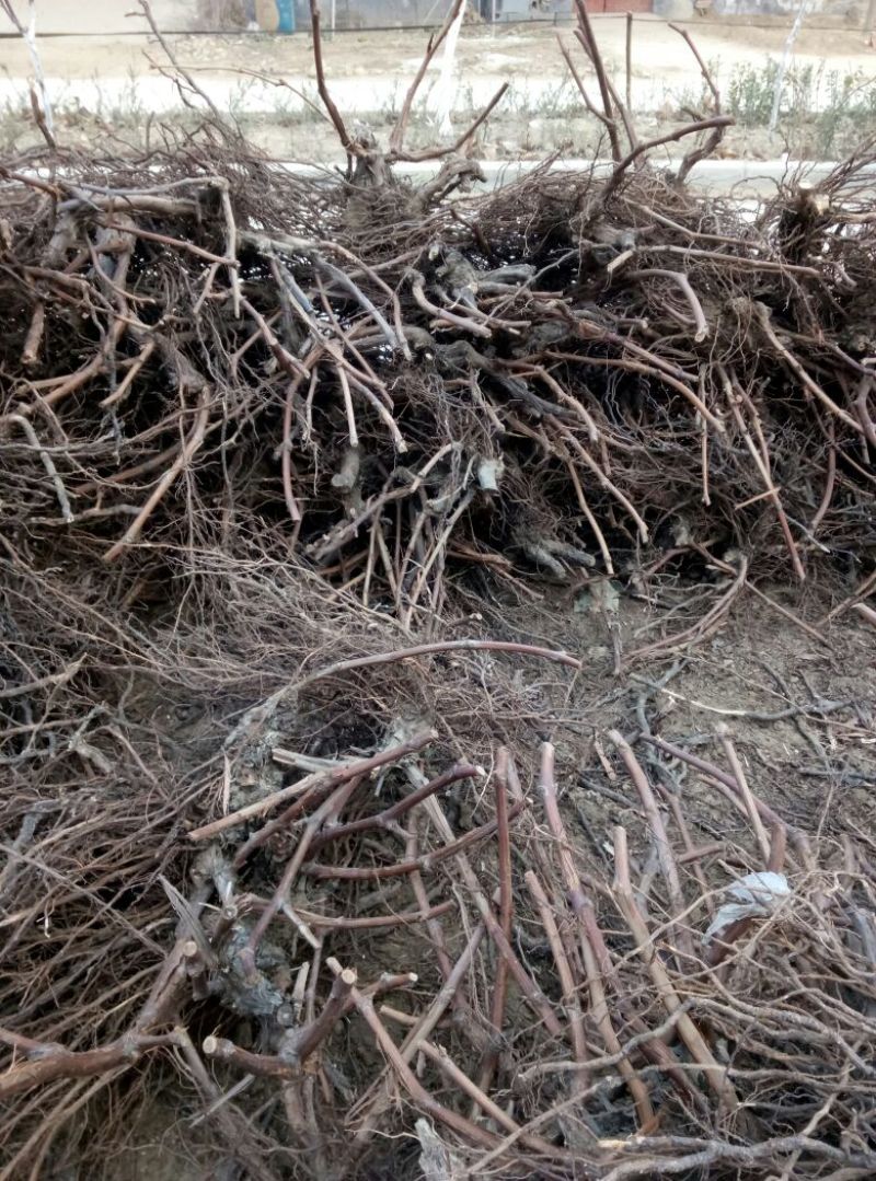 葡萄苗50~80cm3—5年葡萄树苗，占地大葡萄树