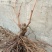 葡萄苗50~80cm3—5年葡萄树苗，占地大葡萄树
