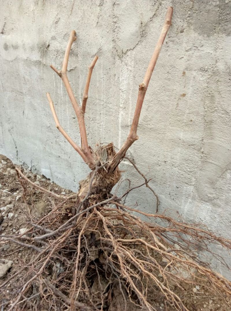 葡萄苗50~80cm3—5年葡萄树苗，占地大葡萄树