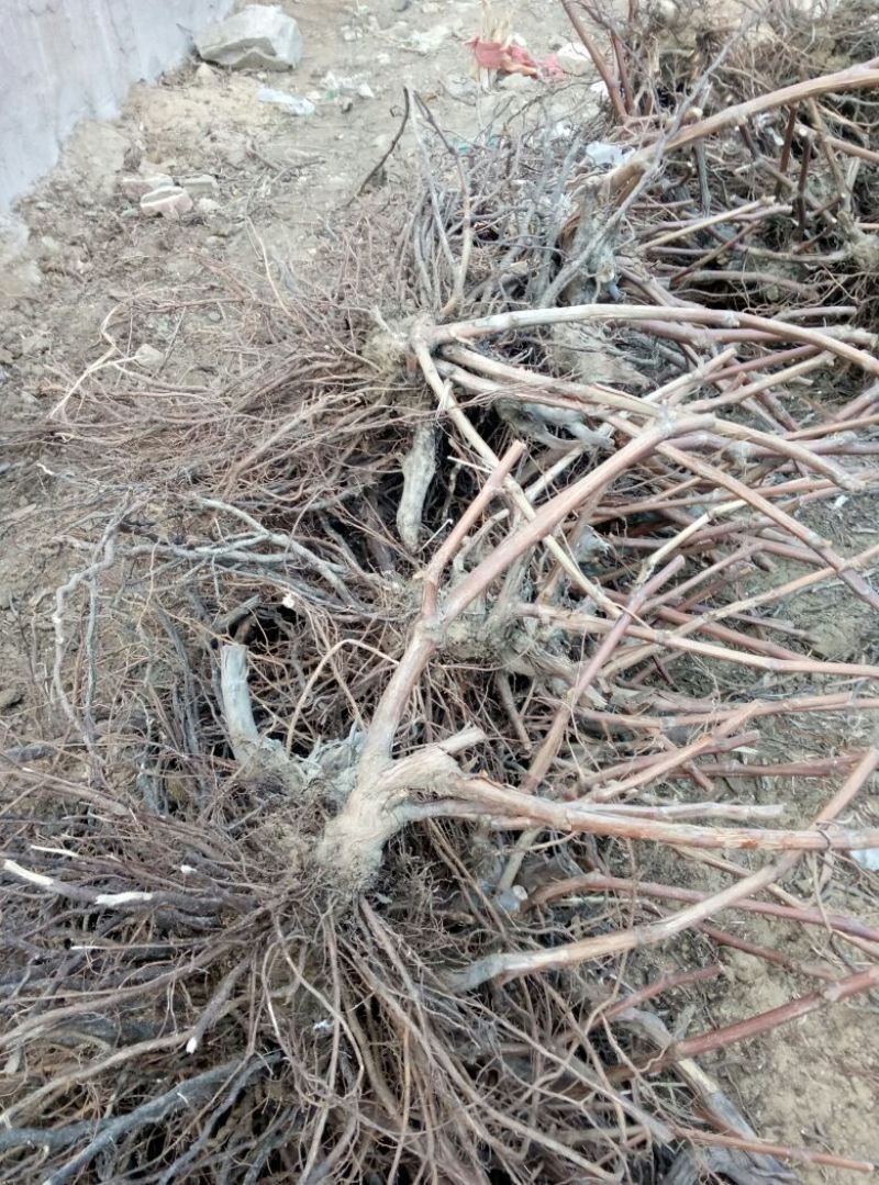 葡萄苗50~80cm3—5年葡萄树苗，占地大葡萄树
