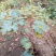 葡萄苗50~80cm3—5年葡萄树苗，占地大葡萄树