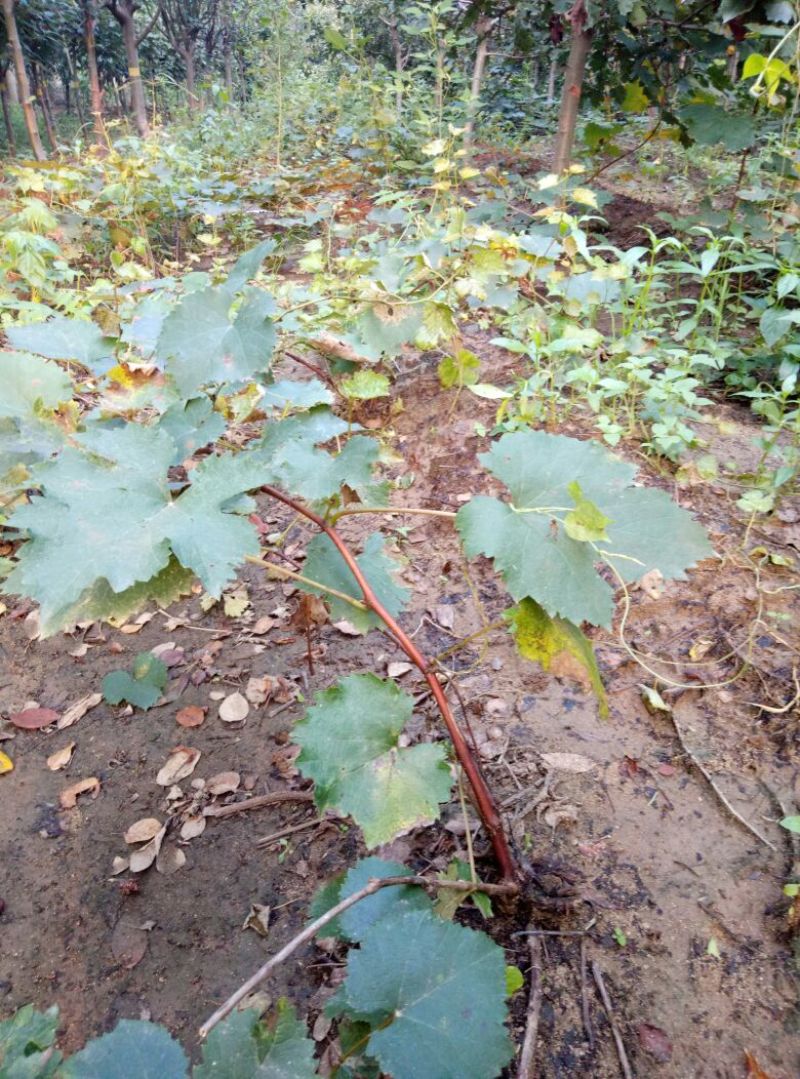 葡萄苗50~80cm3—5年葡萄树苗，占地大葡萄树