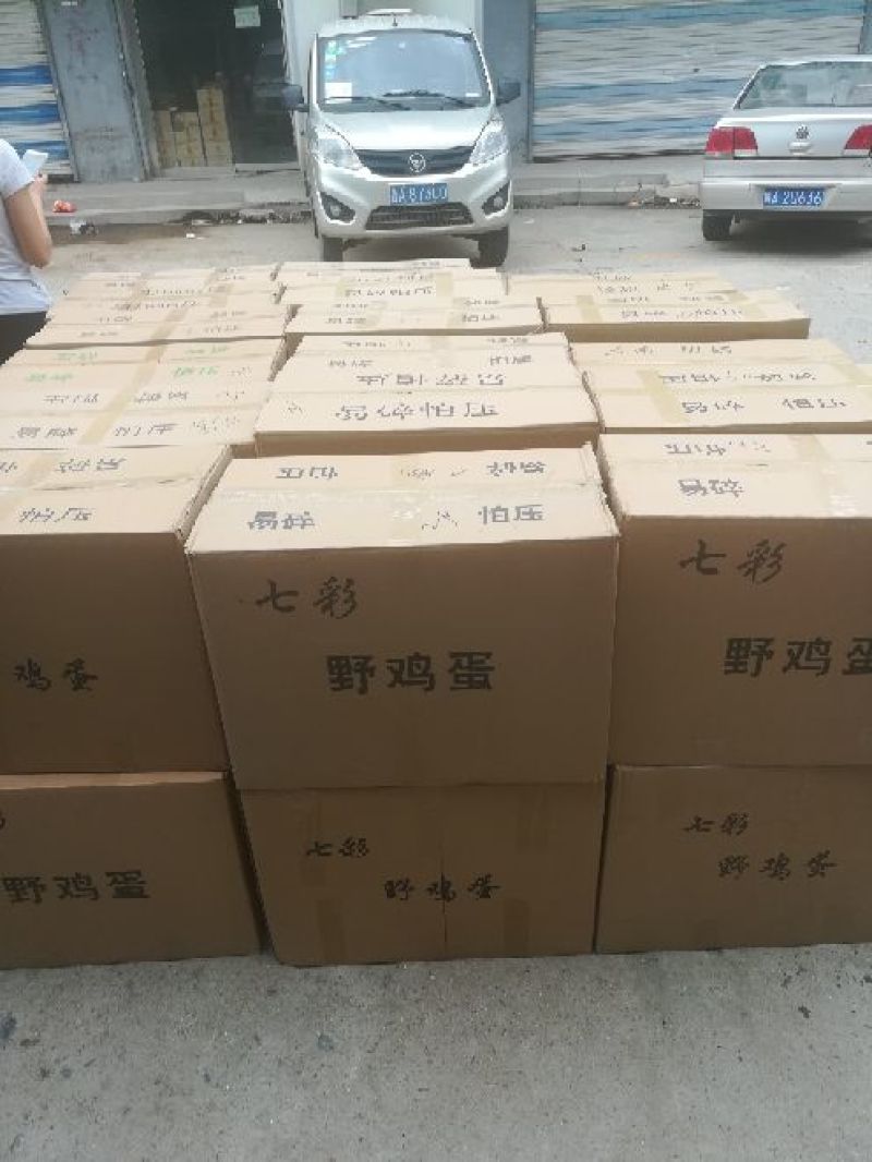 野鸡蛋七彩山鸡蛋大量批发