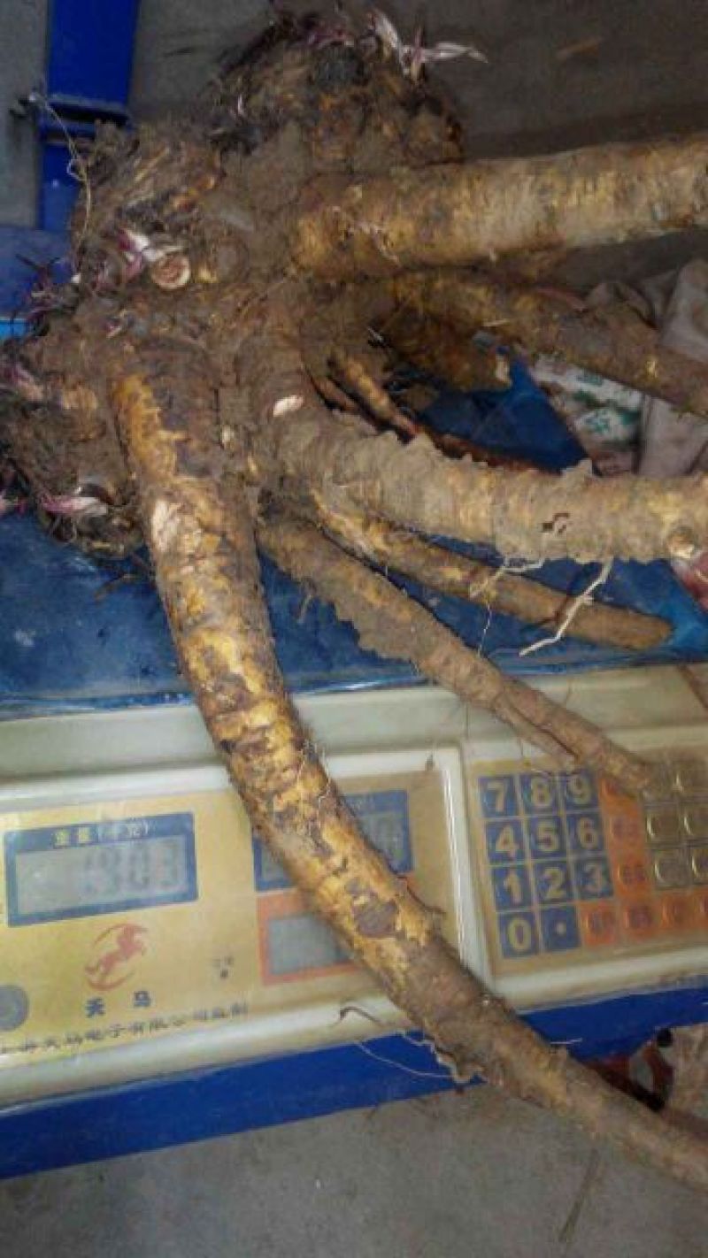 土木香种苗