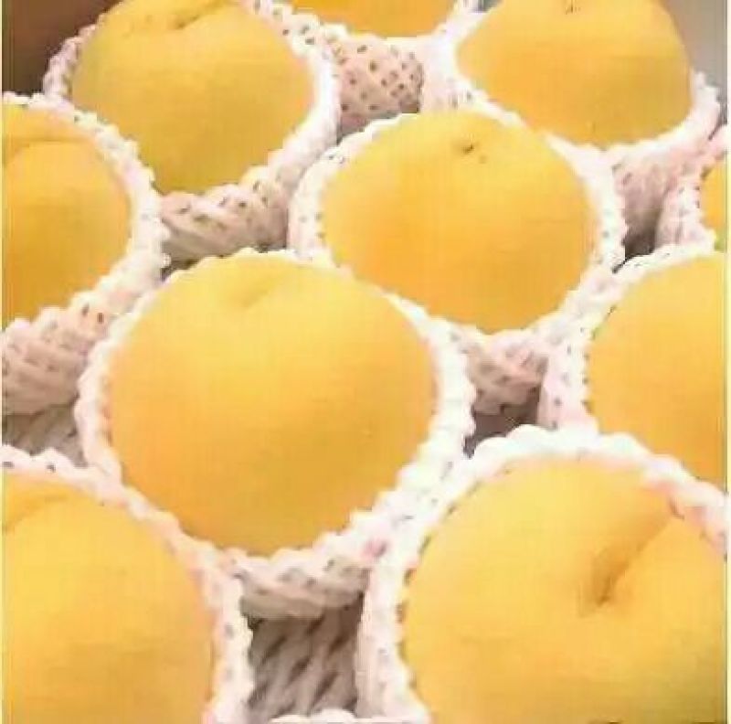 黄桃桃树苗批发提供技术支持