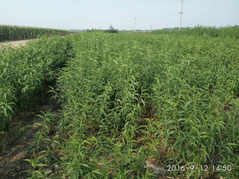 黄桃桃树苗批发提供技术支持