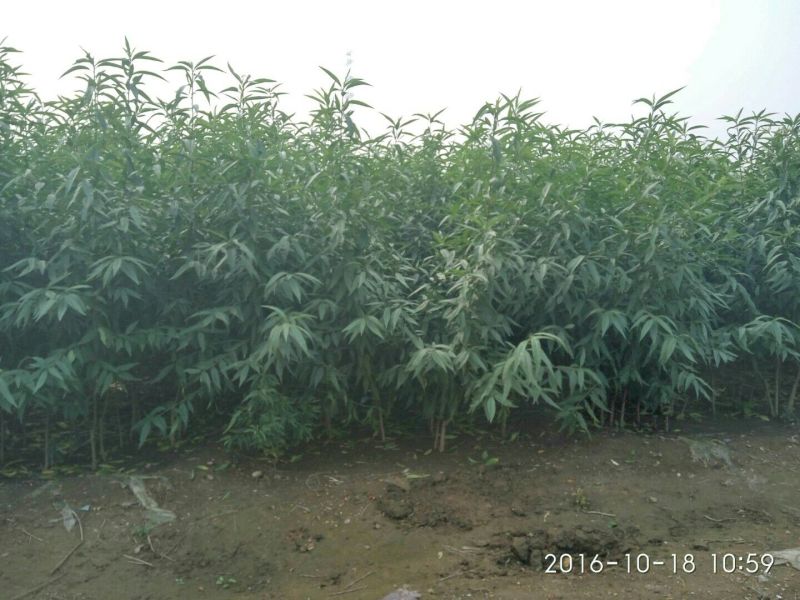 黄桃桃树苗批发提供技术支持