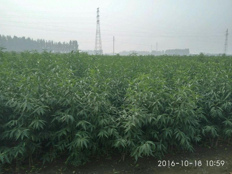 黄桃桃树苗批发提供技术支持