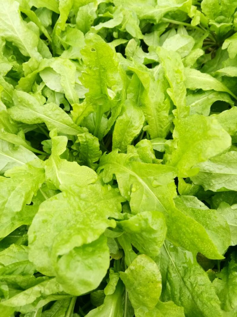 荠菜10cm以上