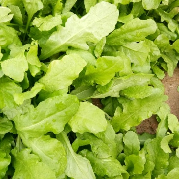 荠菜10cm以上