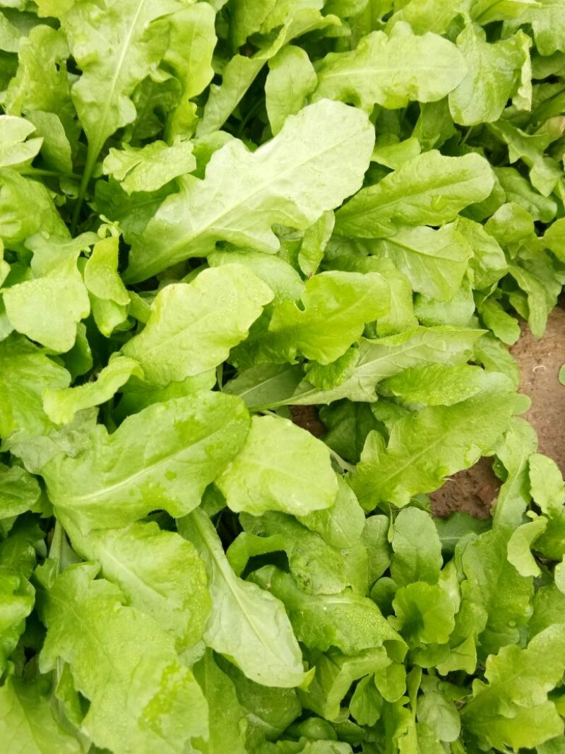 荠菜10cm以上
