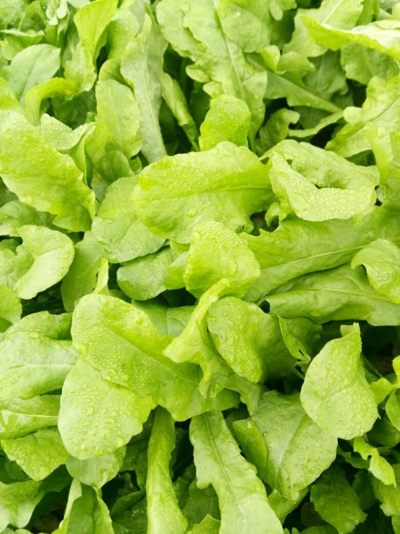 荠菜10cm以上