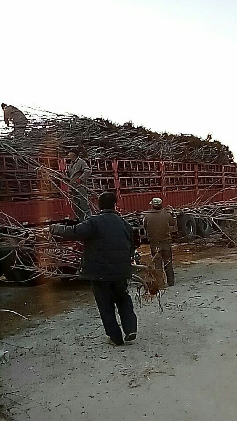 美早樱桃苗1年80cm以上俄罗斯八号布鲁克斯