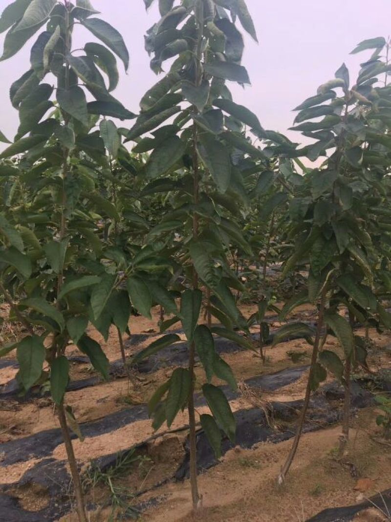 美早樱桃苗1年80cm以上俄罗斯八号布鲁克斯