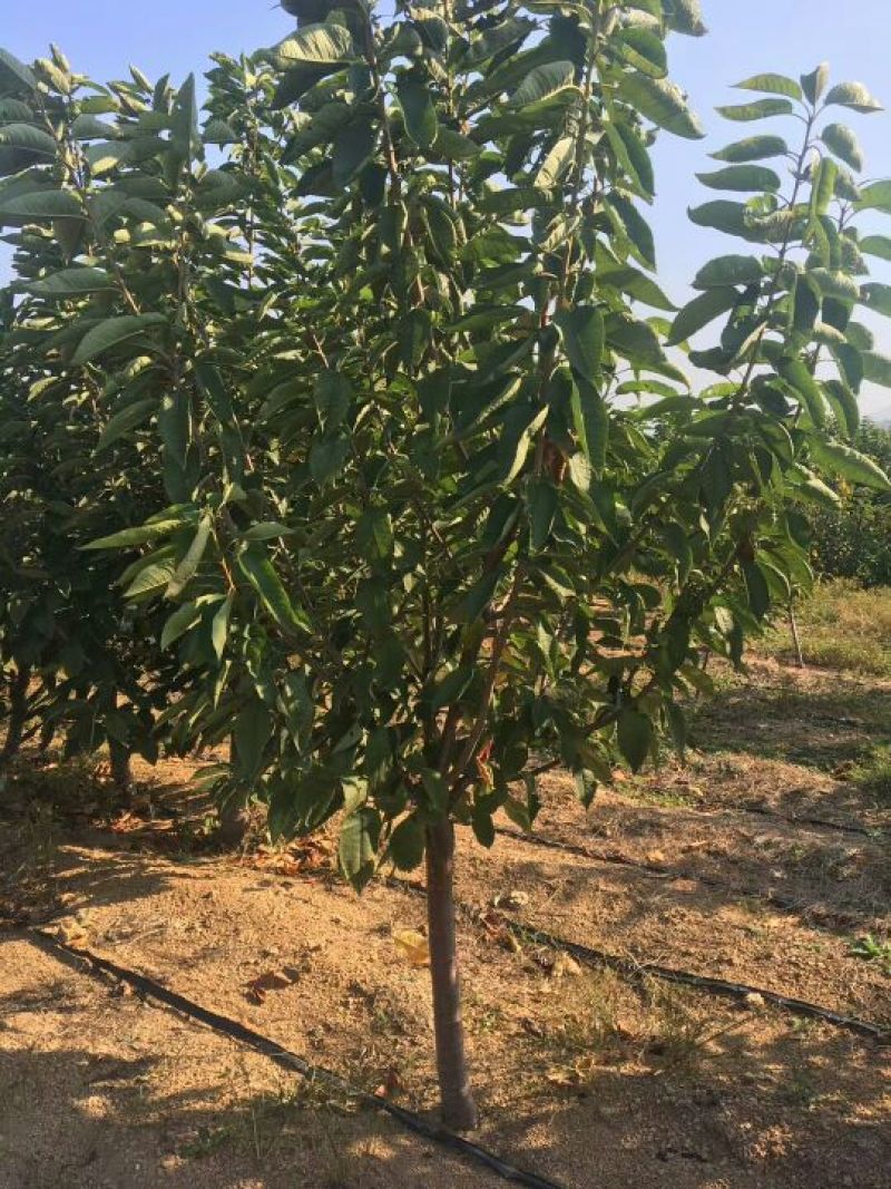 美早樱桃苗1年80cm以上俄罗斯八号布鲁克斯