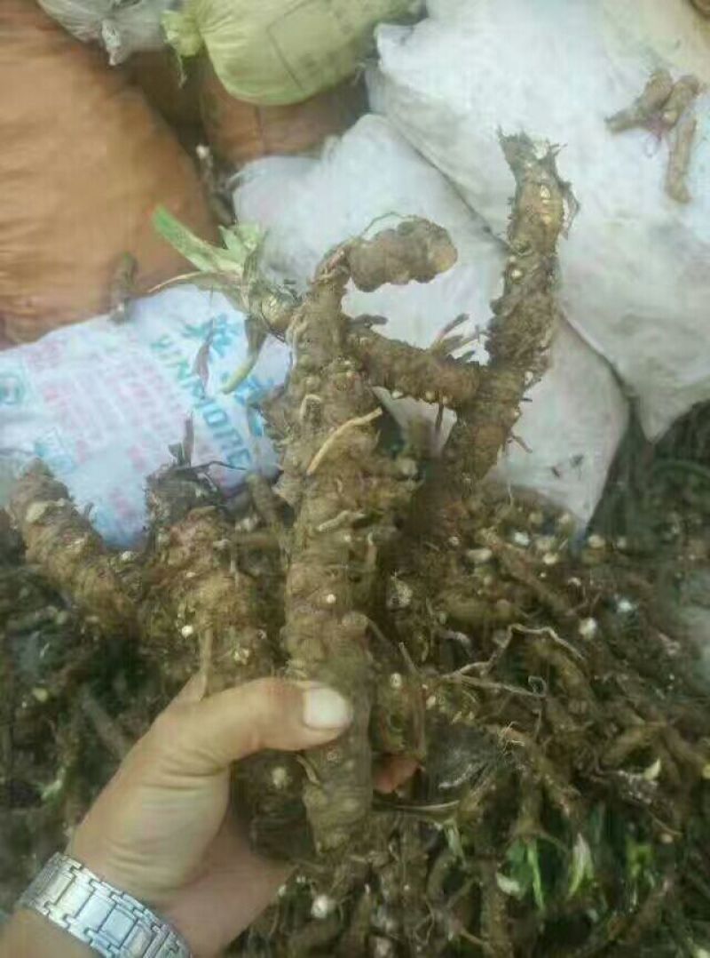开口箭
