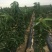 美早樱桃苗2年80cm以上保证纯度保证质量假一赔万
