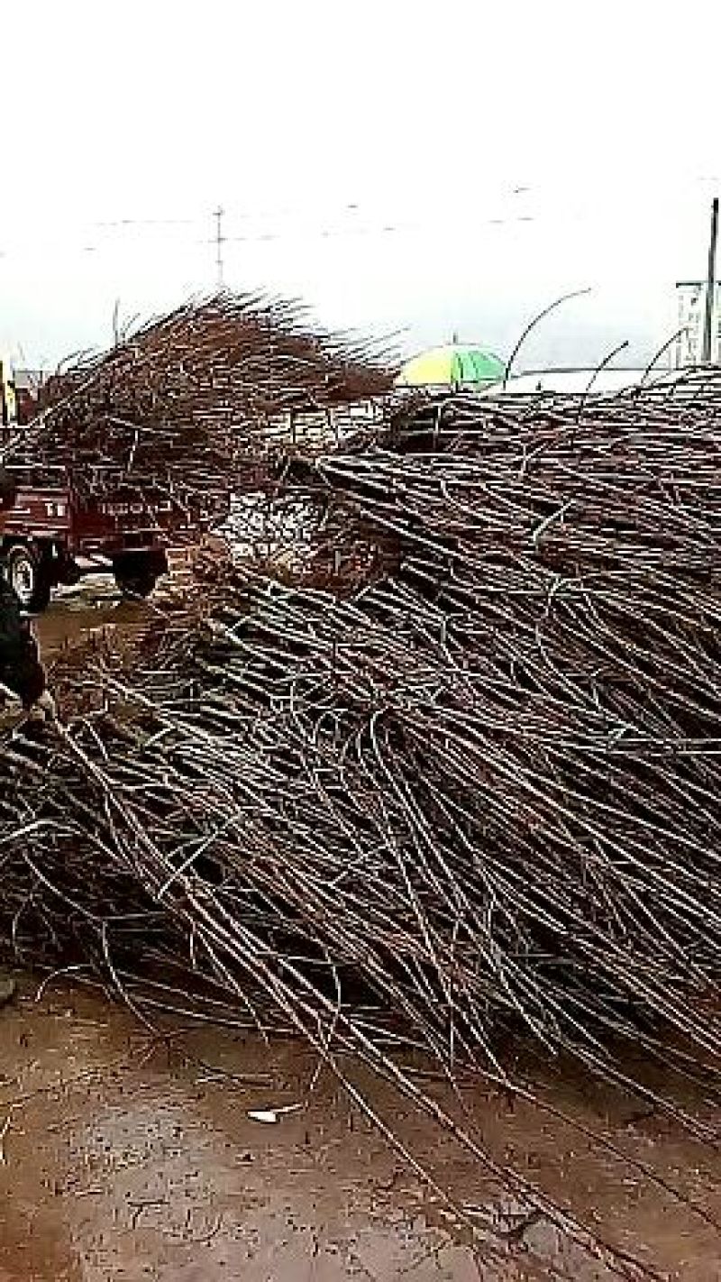 美早樱桃苗2年80cm以上保证纯度保证质量假一赔万