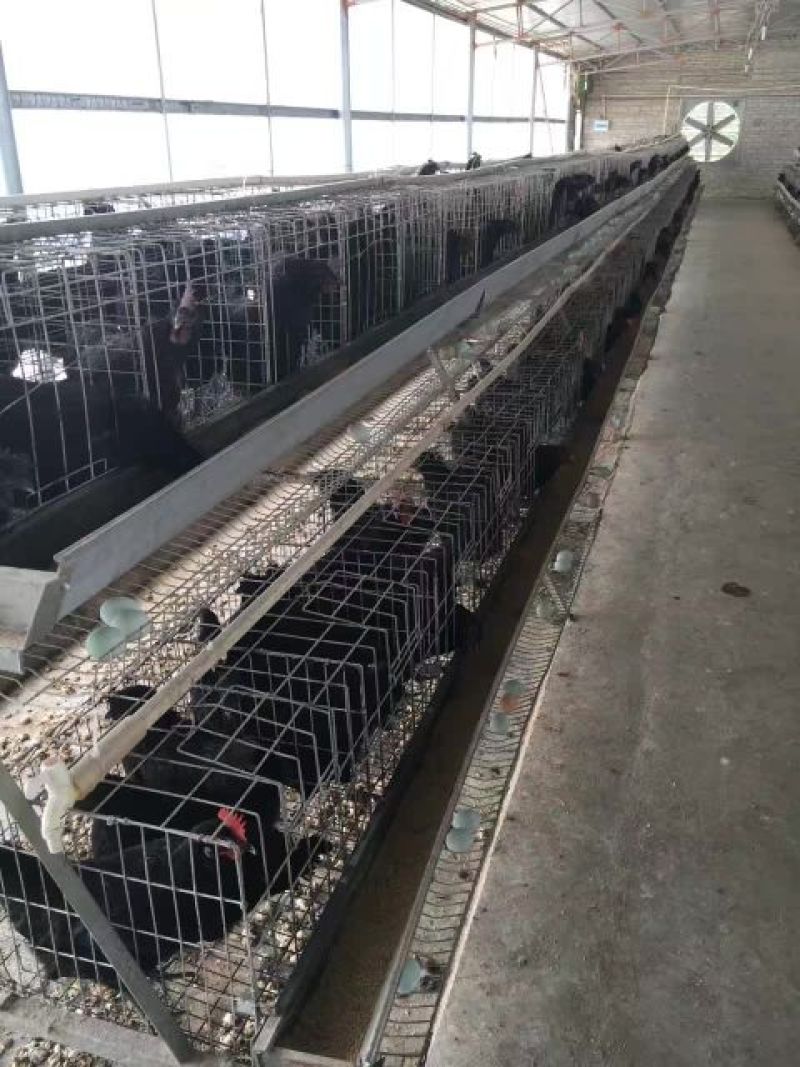 绿壳鸡蛋50g以下食用