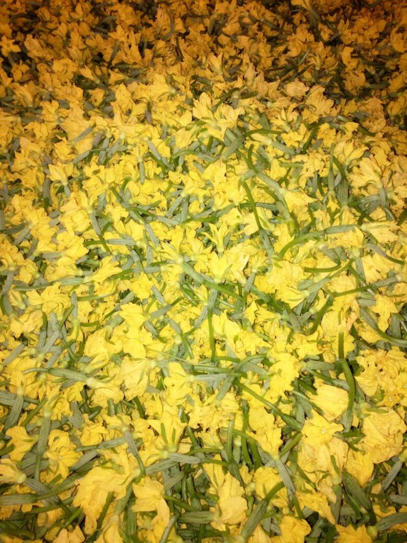 精品鲜花青瓜花黄瓜花