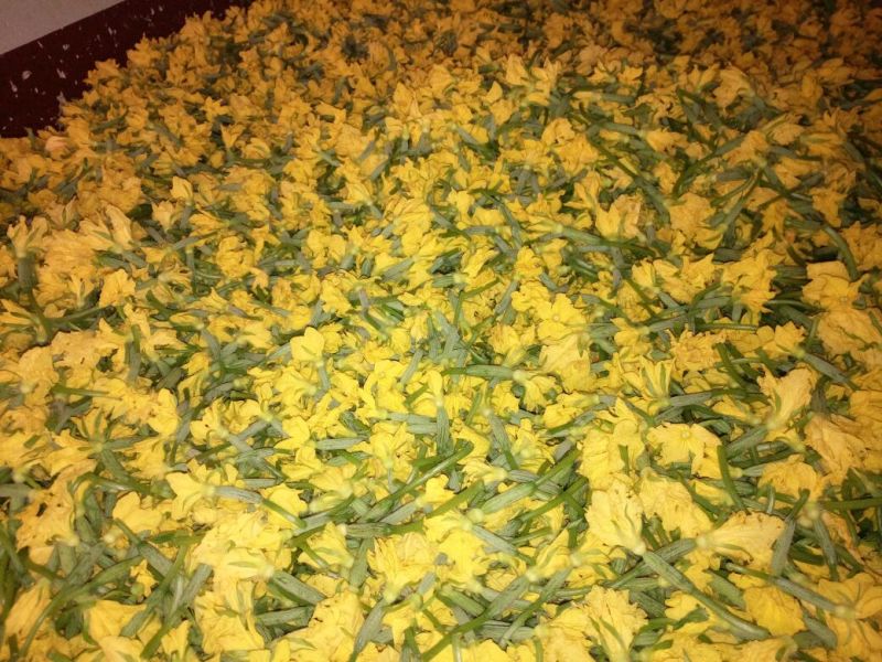 精品鲜花青瓜花黄瓜花