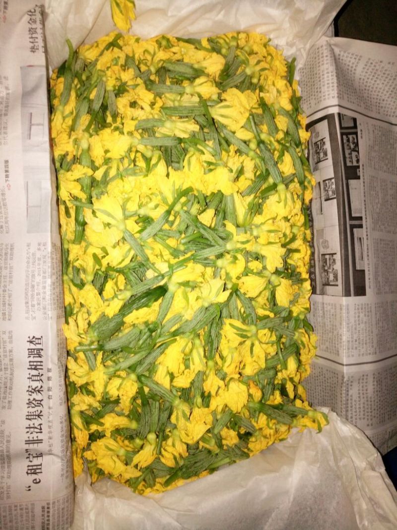 精品鲜花青瓜花黄瓜花