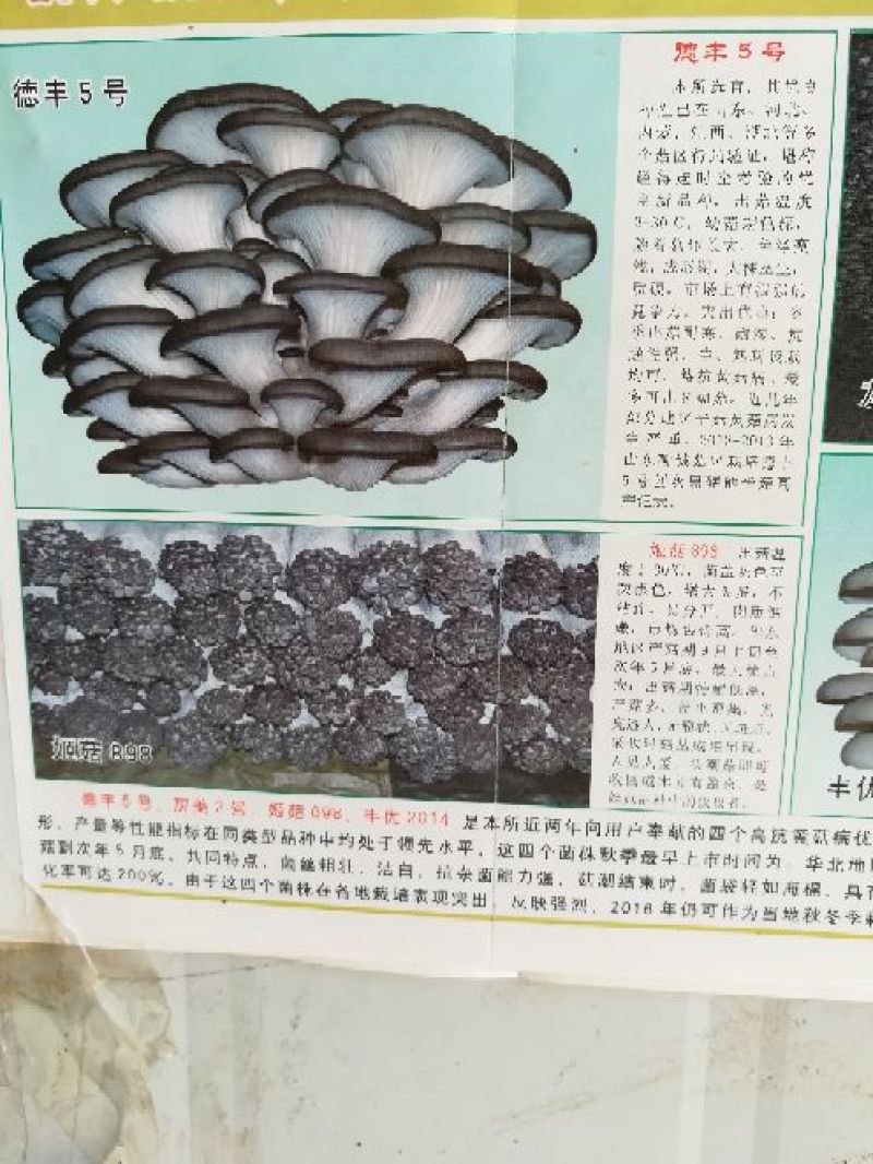 平菇菌种平菇原种，栽培种。
