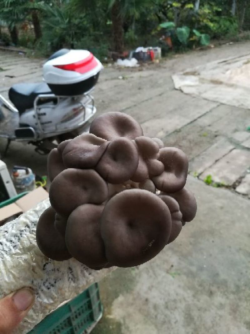 平菇菌种平菇原种，栽培种。