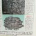 平菇菌种平菇原种，栽培种。
