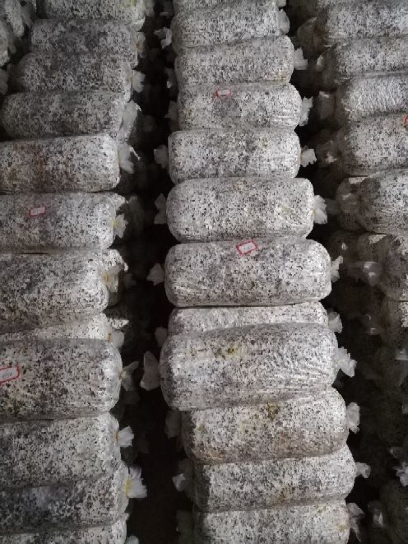平菇菌种平菇原种，栽培种。