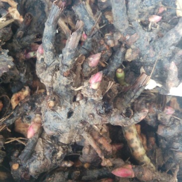 白芍种苗