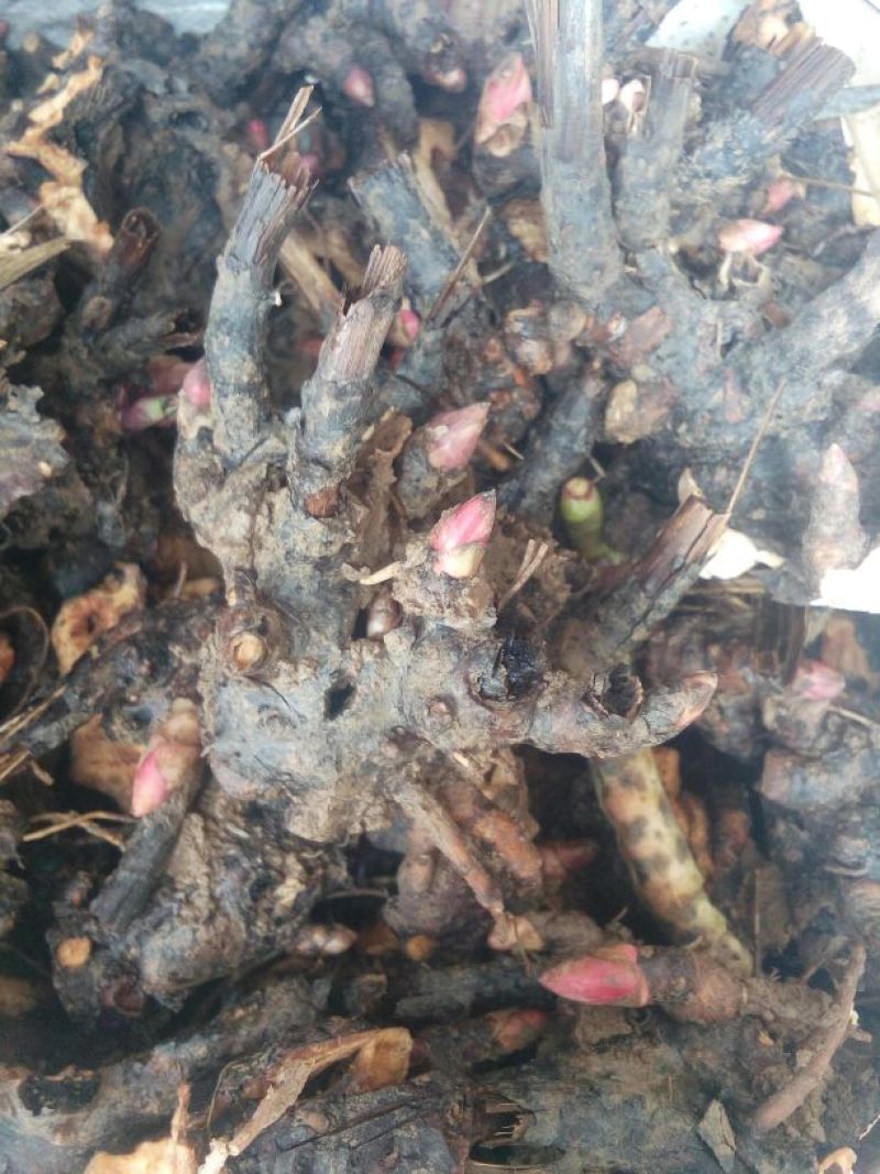 白芍种苗