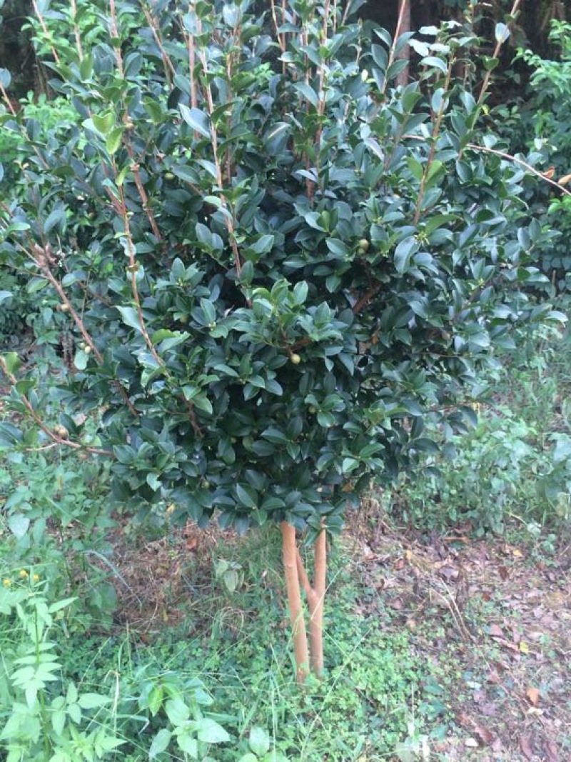 黄金桂花树10~12cm3~3.5米2~3米
