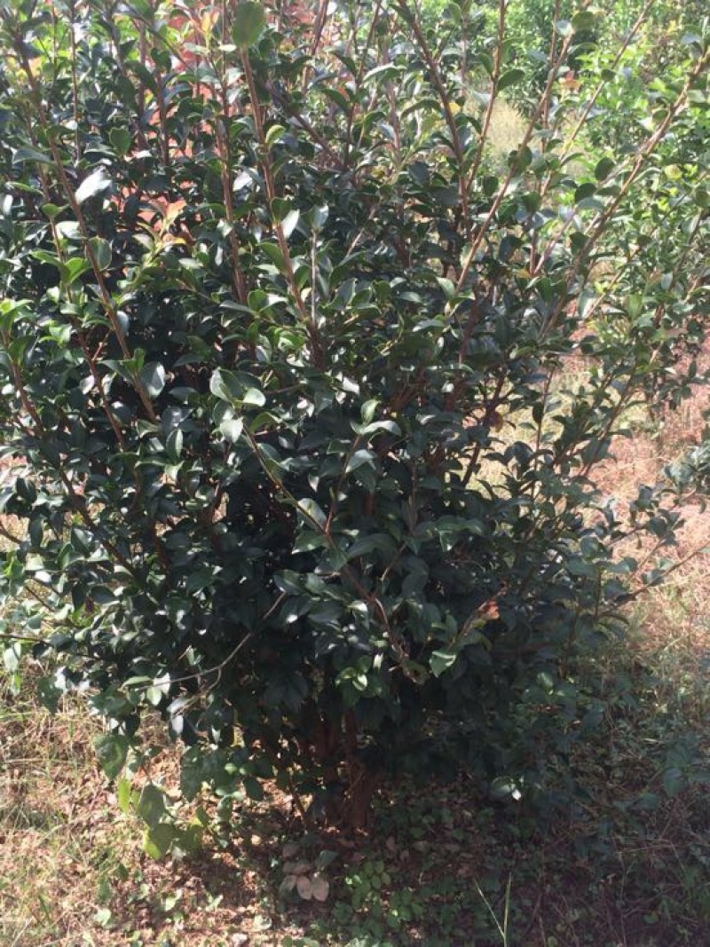 黄金桂花树10~12cm3~3.5米2~3米